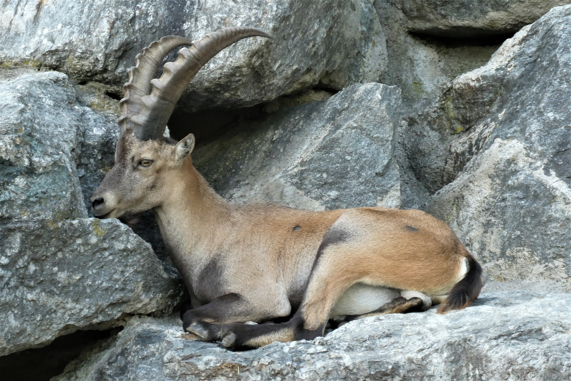 Alpenzoo.jpg